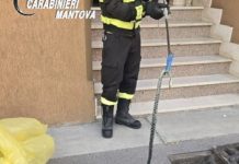 Castellucchio, serpente di un metro e mezzo incastrato nel tombino: salvato