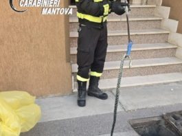 Castellucchio, serpente di un metro e mezzo incastrato nel tombino: salvato