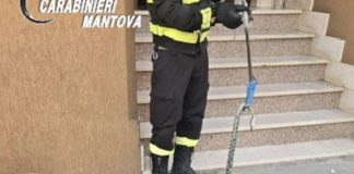 Castellucchio, serpente di un metro e mezzo incastrato nel tombino: salvato