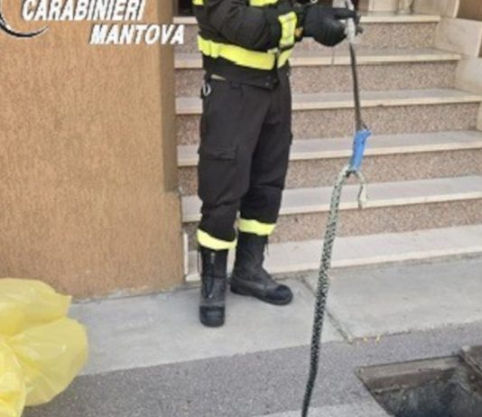 Castellucchio, serpente di un metro e mezzo incastrato nel tombino: salvato
