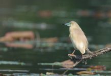 Paludi di Ostiglia, boom di studenti e specie rare nella Riserva Lipu