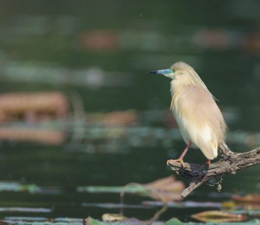 Paludi di Ostiglia, boom di studenti e specie rare nella Riserva Lipu