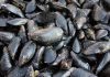 Caldo fa strage di molluschi nel delta del Po, moria di cozze e vongole
