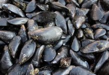 Caldo fa strage di molluschi nel delta del Po, moria di cozze e vongole