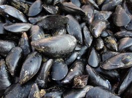 Caldo fa strage di molluschi nel delta del Po, moria di cozze e vongole
