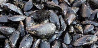 Caldo fa strage di molluschi nel delta del Po, moria di cozze e vongole