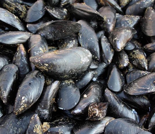 Caldo fa strage di molluschi nel delta del Po, moria di cozze e vongole