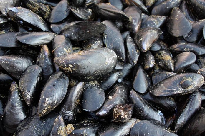 taranto_-_la_pepata_di_cozze_piu_grande_del_mondo