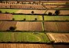 Banca nazionale delle Terre Agricole (Bta), al via nona edizione: in vendita 8.863 ettari per un valore di oltre 121 milioni di euro