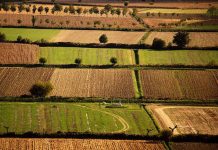 Banca nazionale delle Terre Agricole (Bta), al via nona edizione: in vendita 8.863 ettari per un valore di oltre 121 milioni di euro