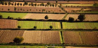 Banca nazionale delle Terre Agricole (Bta), al via nona edizione: in vendita 8.863 ettari per un valore di oltre 121 milioni di euro