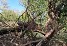Asola, dopo il maltempo chiusura temporanea del parco pubblico “Chiese” per controlli di sicurezza