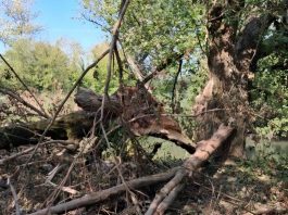 Asola, dopo il maltempo chiusura temporanea del parco pubblico “Chiese” per controlli di sicurezza