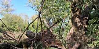 Asola, dopo il maltempo chiusura temporanea del parco pubblico “Chiese” per controlli di sicurezza