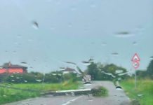 Grandine, vento e pioggia nel Mantovano: ancora alberi caduti e strade bloccate