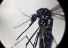 Dengue, in focolai in Italia prevale trasmissione a breve distanza: entro 400 metri