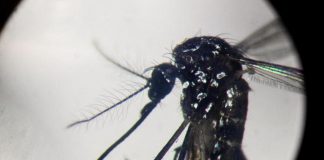 Dengue, in focolai in Italia prevale trasmissione a breve distanza: entro 400 metri
