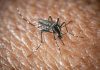 L’Oms lancia l’allarme, il virus West Nile cresce in Europa: 21 casi in Italia