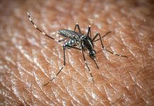 L’Oms lancia l’allarme, il virus West Nile cresce in Europa: 21 casi in Italia