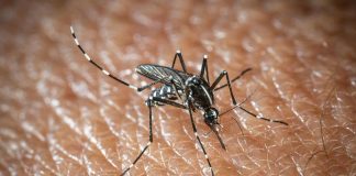 L’Oms lancia l’allarme, il virus West Nile cresce in Europa: 21 casi in Italia