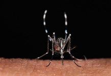 Da zecche a zanzare rischio virus in vacanza, Bassetti: “Non solo in Paesi esotici”