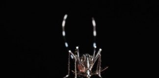 Da zecche a zanzare rischio virus in vacanza, Bassetti: “Non solo in Paesi esotici”