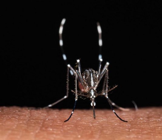 Da zecche a zanzare rischio virus in vacanza, Bassetti: “Non solo in Paesi esotici”