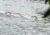 Bronzo per Paltrinieri nella 5 km agli Europei di fondo, oro a Wellbrock