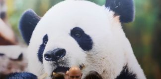 Cina, in aumento dell’11,3% i ricavi dell’industria pubblicitaria