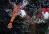 Italia d’argento nella staffetta mista agli Europei di nuoto di fondo