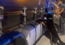 Sequestrati 85 kg di droga al porto di Civitavecchia, arrestato autista bulgaro