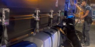 Sequestrati 85 kg di droga al porto di Civitavecchia, arrestato autista bulgaro
