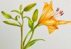 Sermide e Felonica, “Plantae”: acquerelli botanici in mostra il 15 e 16 agosto