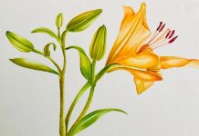 Sermide e Felonica, “Plantae”: acquerelli botanici in mostra il 15 e 16 agosto