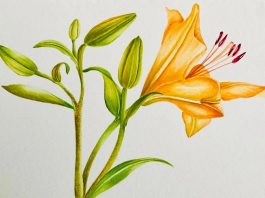 Sermide e Felonica, “Plantae”: acquerelli botanici in mostra il 15 e 16 agosto