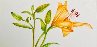 Sermide e Felonica, “Plantae”: acquerelli botanici in mostra il 15 e 16 agosto