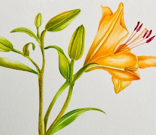 Sermide e Felonica, “Plantae”: acquerelli botanici in mostra il 15 e 16 agosto