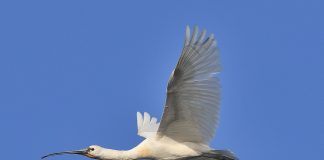 Pegognaga, una rara Spatola fa tappa all’Oasi Falconiera