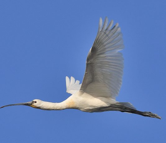 Pegognaga, una rara Spatola fa tappa all’Oasi Falconiera
