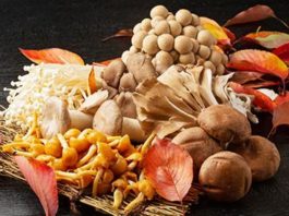 Raccolta funghi, Ats offre controlli gratuiti a Mantova e Guidizzolo