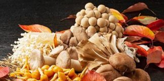 Raccolta funghi, Ats offre controlli gratuiti a Mantova e Guidizzolo