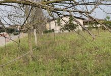 Porto, Voi denuncia: “Bosco dei nuovi nati abbandonato, ora servono fatti”