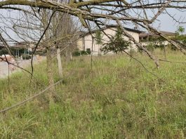 Porto, Voi denuncia: “Bosco dei nuovi nati abbandonato, ora servono fatti”