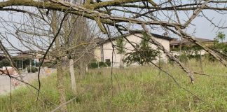 Porto, Voi denuncia: “Bosco dei nuovi nati abbandonato, ora servono fatti”