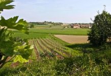 Strade dei Vini, Carra: fondi insufficienti per la promozione lombarda