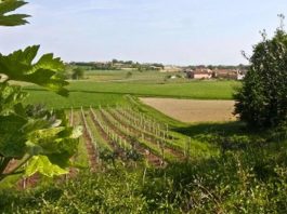 Strade dei Vini, Carra: fondi insufficienti per la promozione lombarda