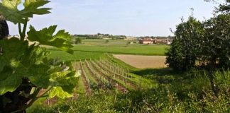 Strade dei Vini, Carra: fondi insufficienti per la promozione lombarda