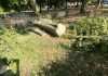 Mantova, nasce il Comitato per difendere gli alberi