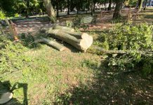 Mantova, nasce il Comitato per difendere gli alberi
