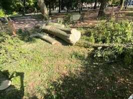 Mantova, nasce il Comitato per difendere gli alberi